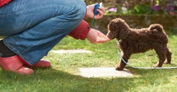 dressage chien villepreux