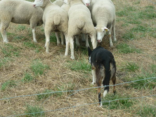 prix dressage chien laon