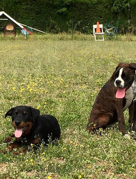 prix dressage chien rodez