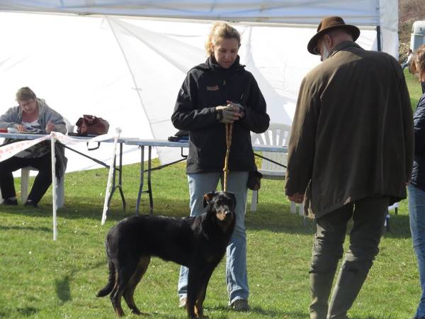 dressage pour chien liège