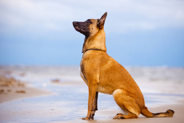 dressage de chien bordeaux