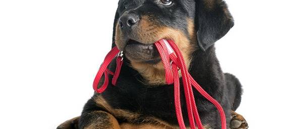 dresser chien berger allemand