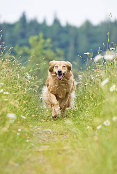 dressage dun chien truffier