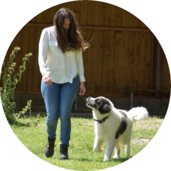 cours dressage chien agen