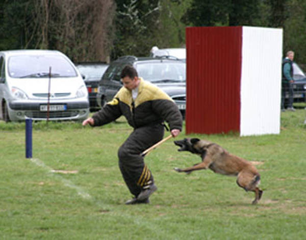 dressage chien 30 millions d'amis