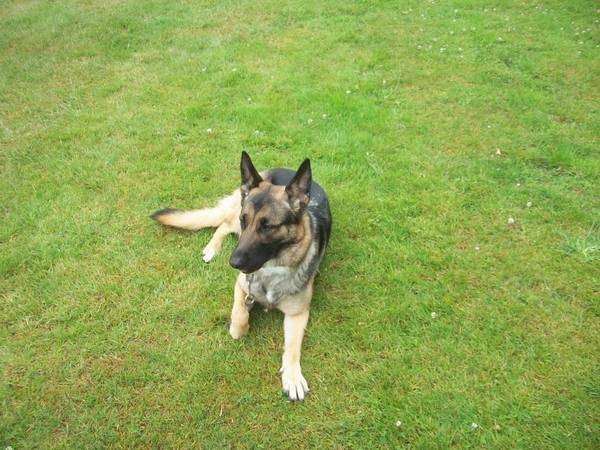 dressage chien hazebrouck