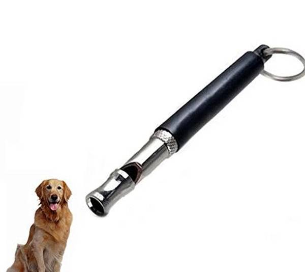 dressage chien baie mahault