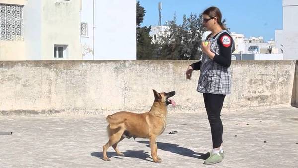 exercice dressage chien de chasse
