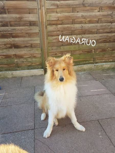 cours de dressage pour chien brabant wallon