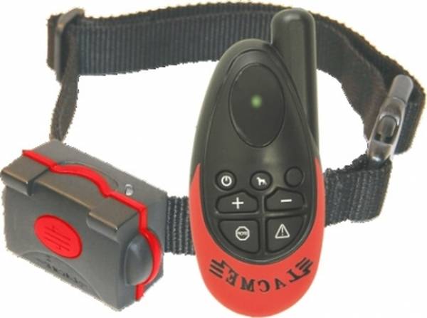 dressage chien de chasse adulte