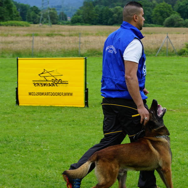 dressage chien darret pdf