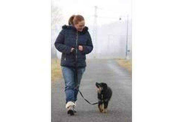 age dressage chien berger allemand