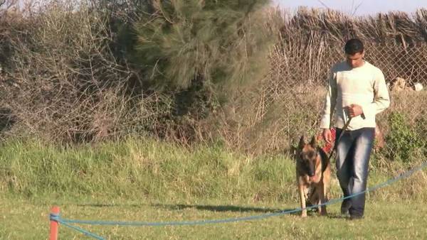 dressage chien qui aboie