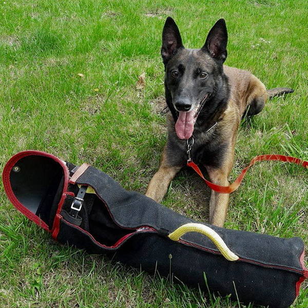 dressage chien de chasse gard dressage chien de chasse gard