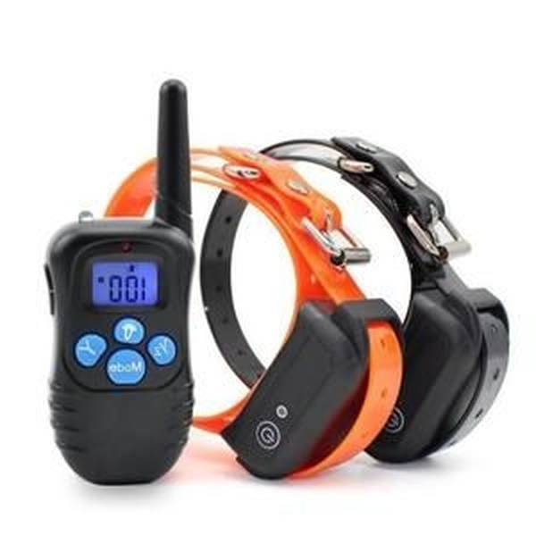 dressage chien a partir de quel age