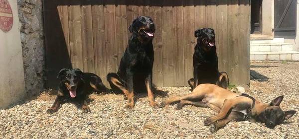 dressage de chien a beziers