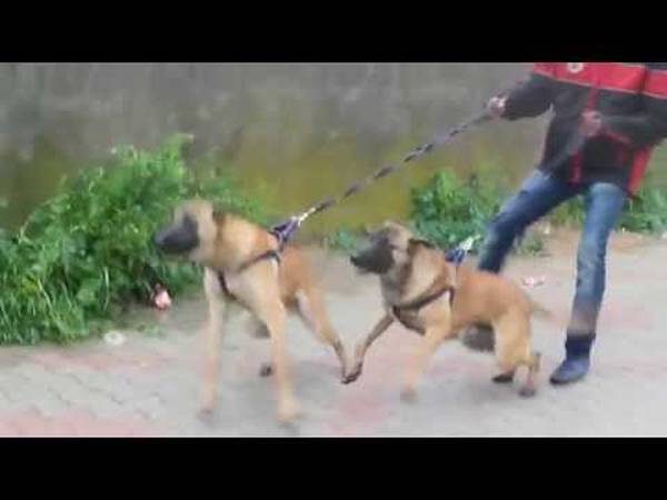 dressage de chien pour la chasse