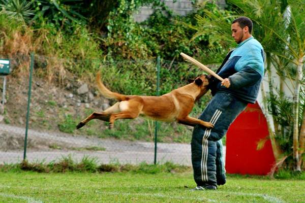 dressage chien indre et loire