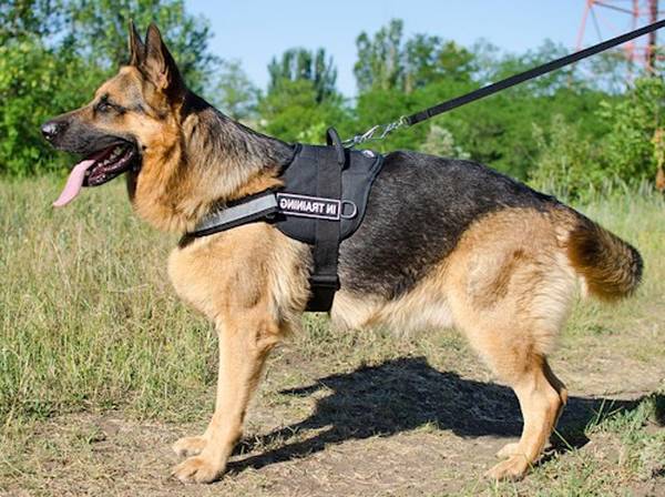 meilleur collier de dressage pour chien de chasse