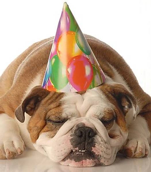 dressage chien wendake