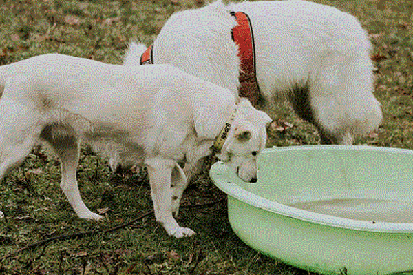 dressage chien haute vienne