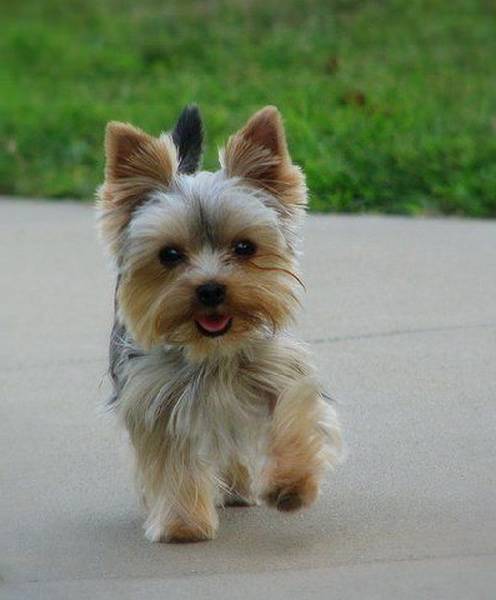 dressage chien mouscron