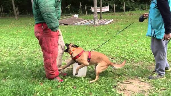 dressage chien claye souilly