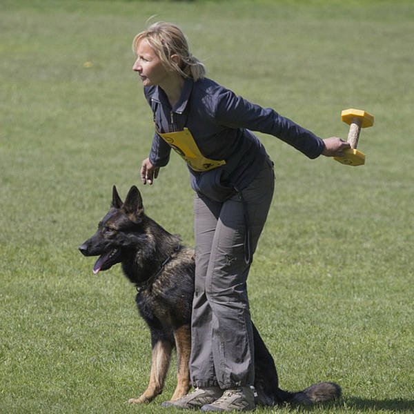 dressage chien offranville dressage chien offranville