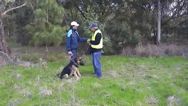 temps dressage chien aveugle temps dressage chien aveugle