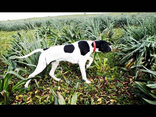 collier de dressage chien de chasse occasion