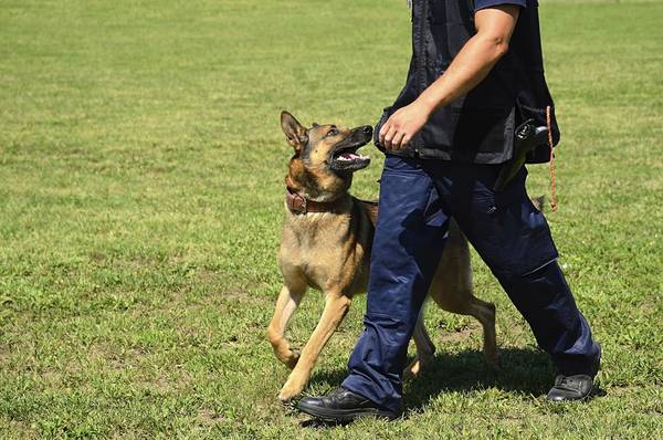 dressage chien grace hollogne