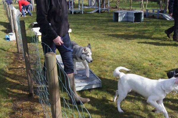 dressage de chien laval