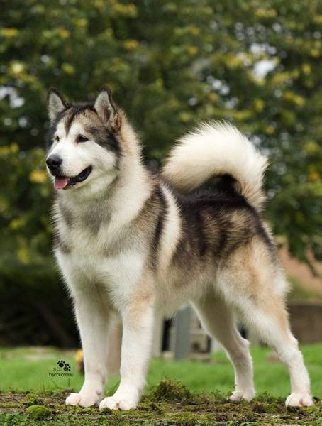 dressage chien exercices dobeissances