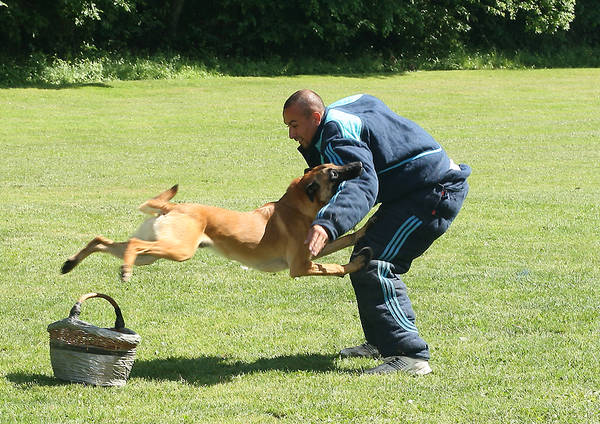materiel de dressage pour chien en tunisie materiel de dressage pour chien en tunisie
