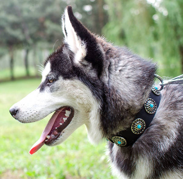 dresseur chien darrêt correze