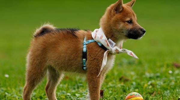 dressage chien chasse canard