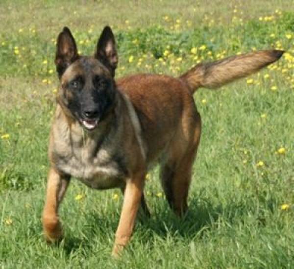 dressage chien de chasse prix