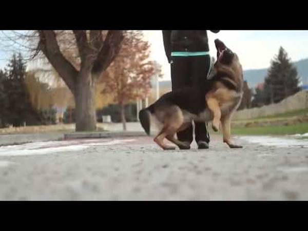 dressage de chien prix tunisie
