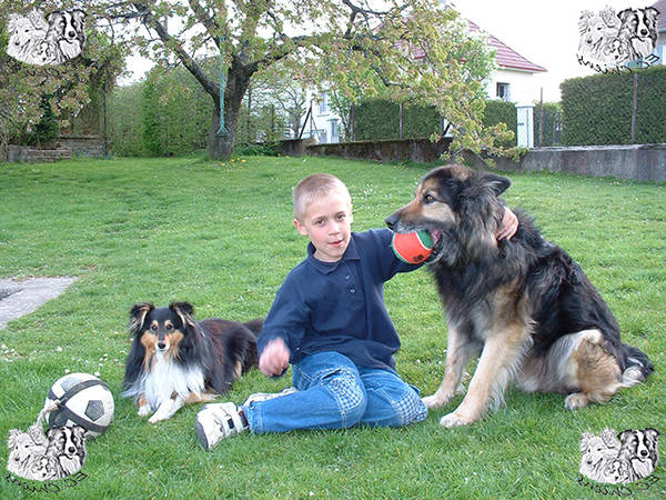 livre de dressage pour chien de chasse