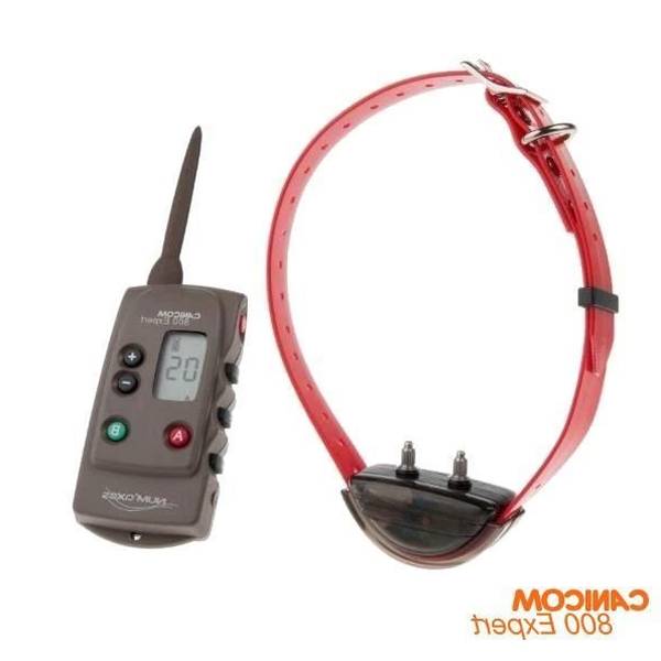 dressage chien poussan