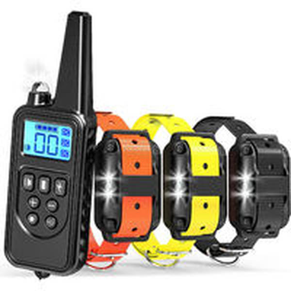 dressage chien hennuyeres