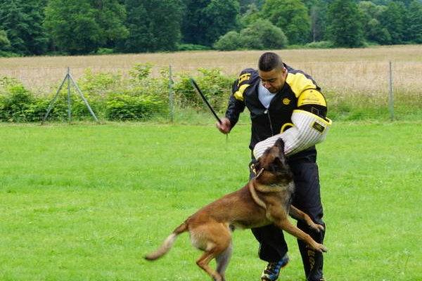 dressage chien de chasse tunisie