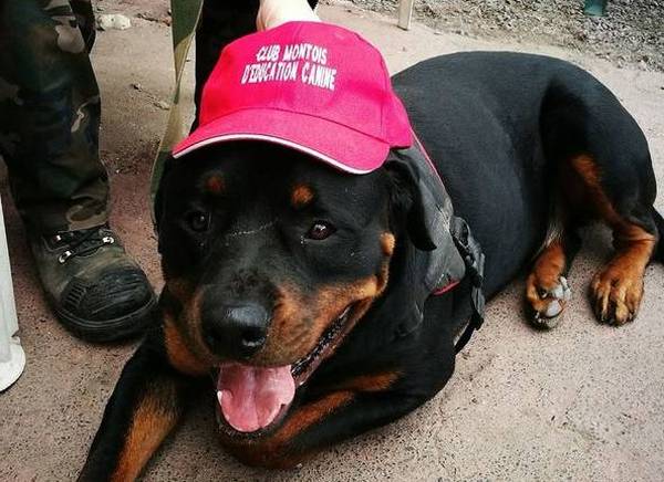 dressage chien a domicile belgique