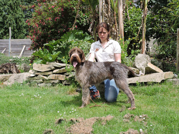 dressage chien malinois
