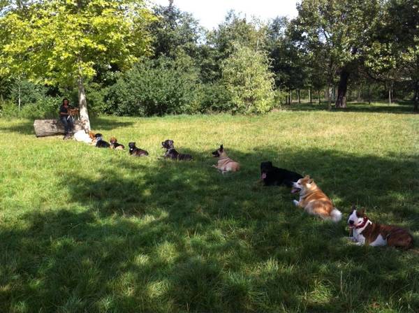 cours de dressage chien bergerac