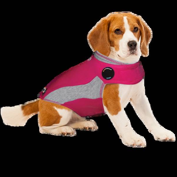 dressage chien chasse nord