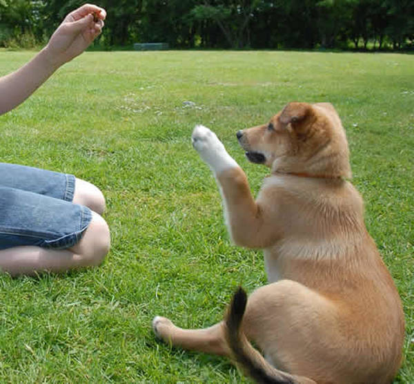 pension dressage chien de chasse