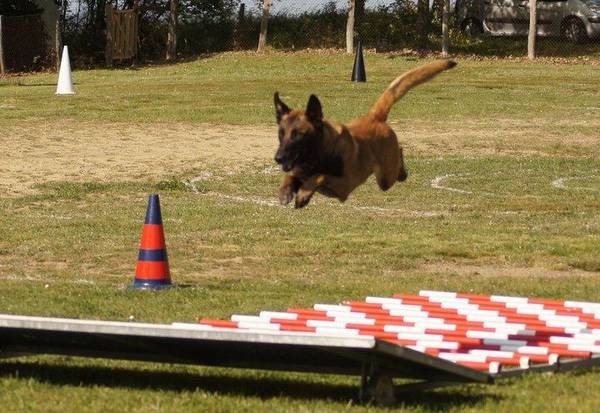 dressage chien de chasse doubs