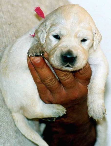 dressage chien avec salive