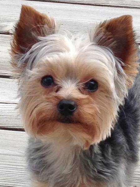 centre de dressage chien 78